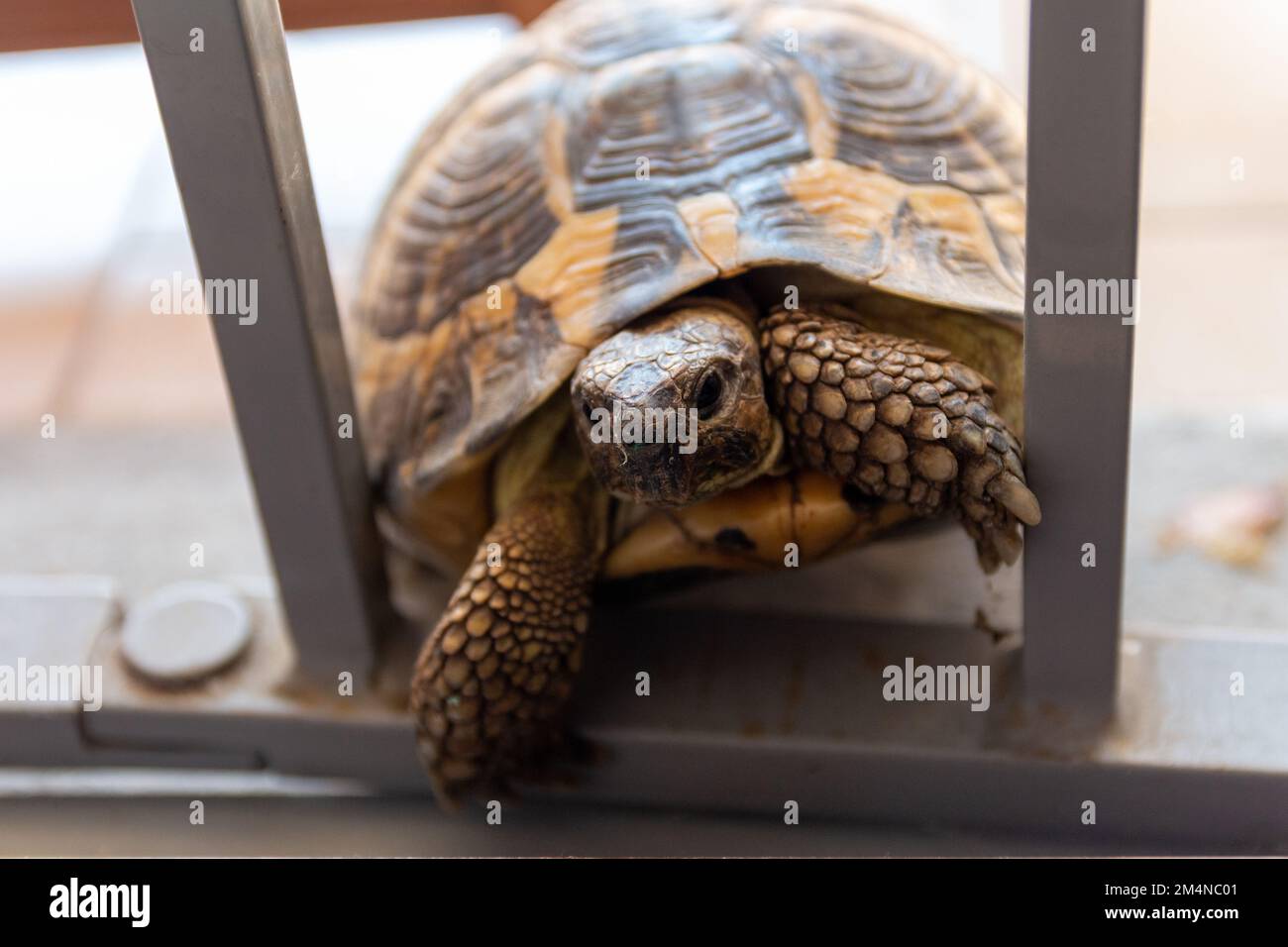 A turtle that wants to enter in the house. Nothing is impossible for a turtle. Stock Photo