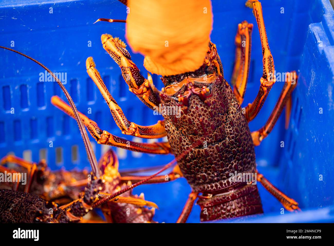 unloading a fishing boat and using scales to weight lobster. Catching