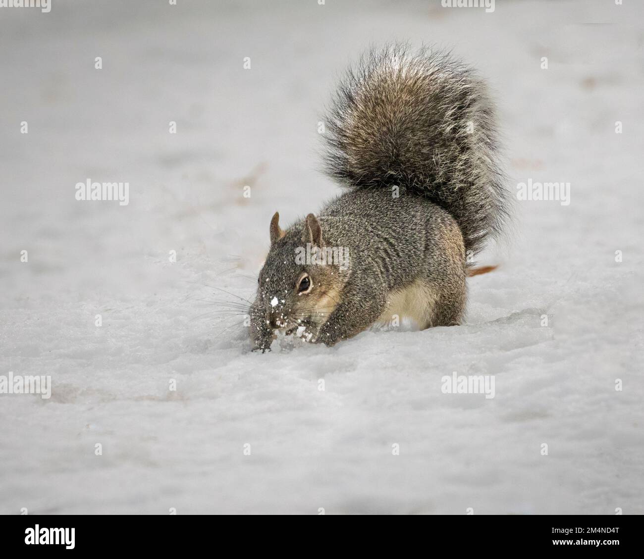 Western Gray Squirrel (Sciurus griseus) digging in snow for acorns - photographed in Lassen County, Califronia, USA. Stock Photo