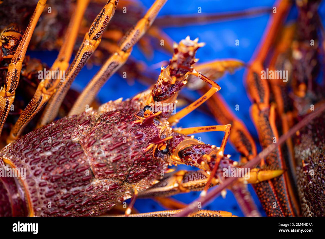 Catching live Lobster in America. Fishing crayfish in Tasmania