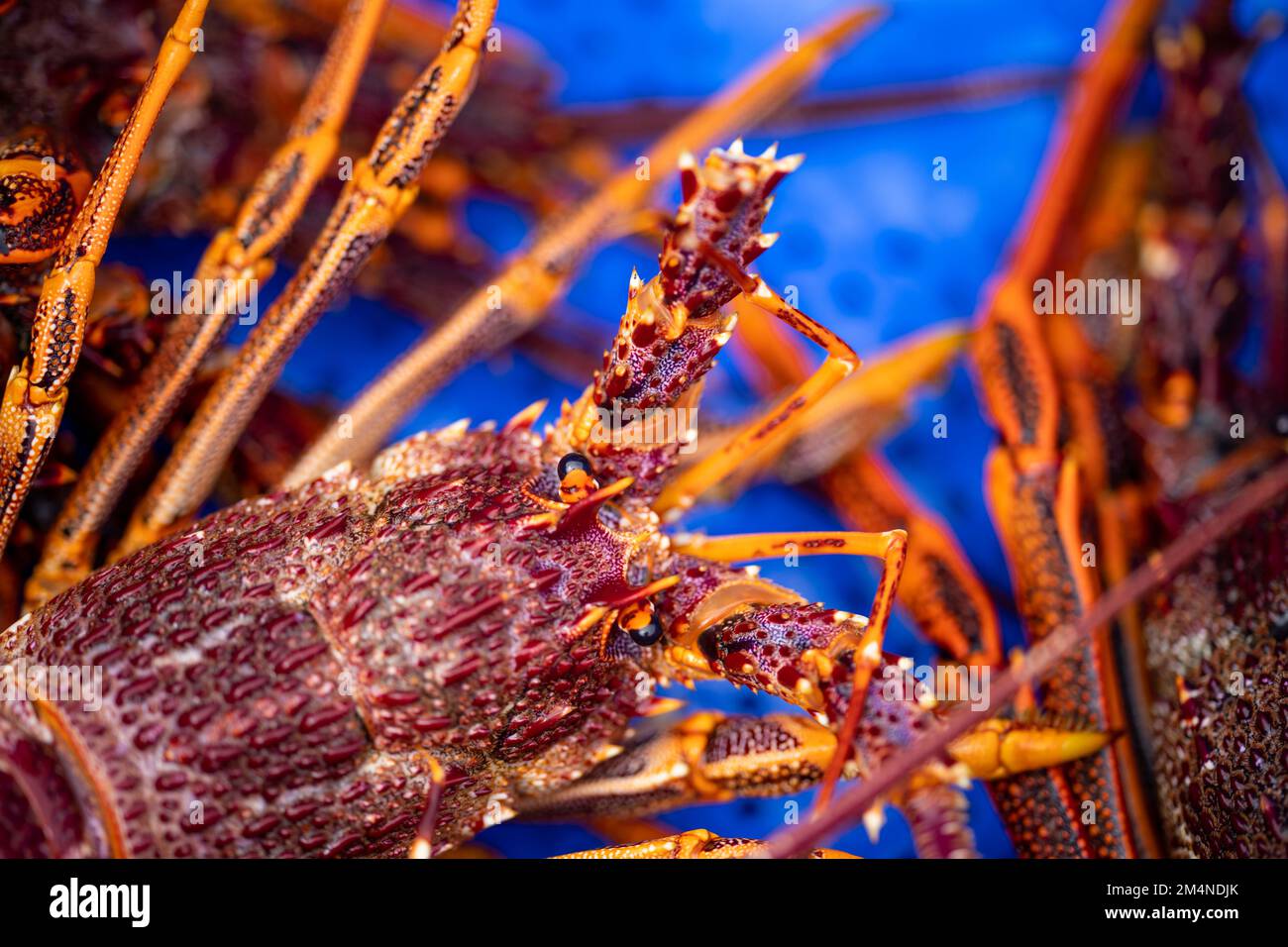 fish market with fish and crustations. seafood. Catching live Lobster