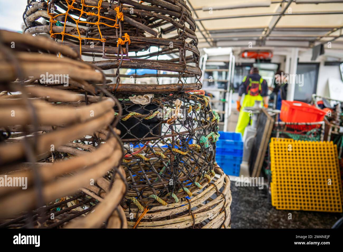 fish market with fish and crustations. seafood. Catching live Lobster