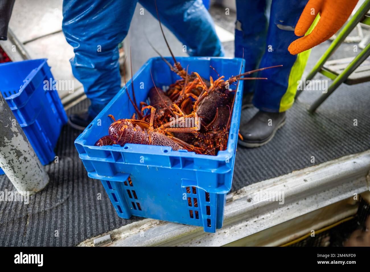 working on a lobster fishing boat in america in australia Stock Photo ...