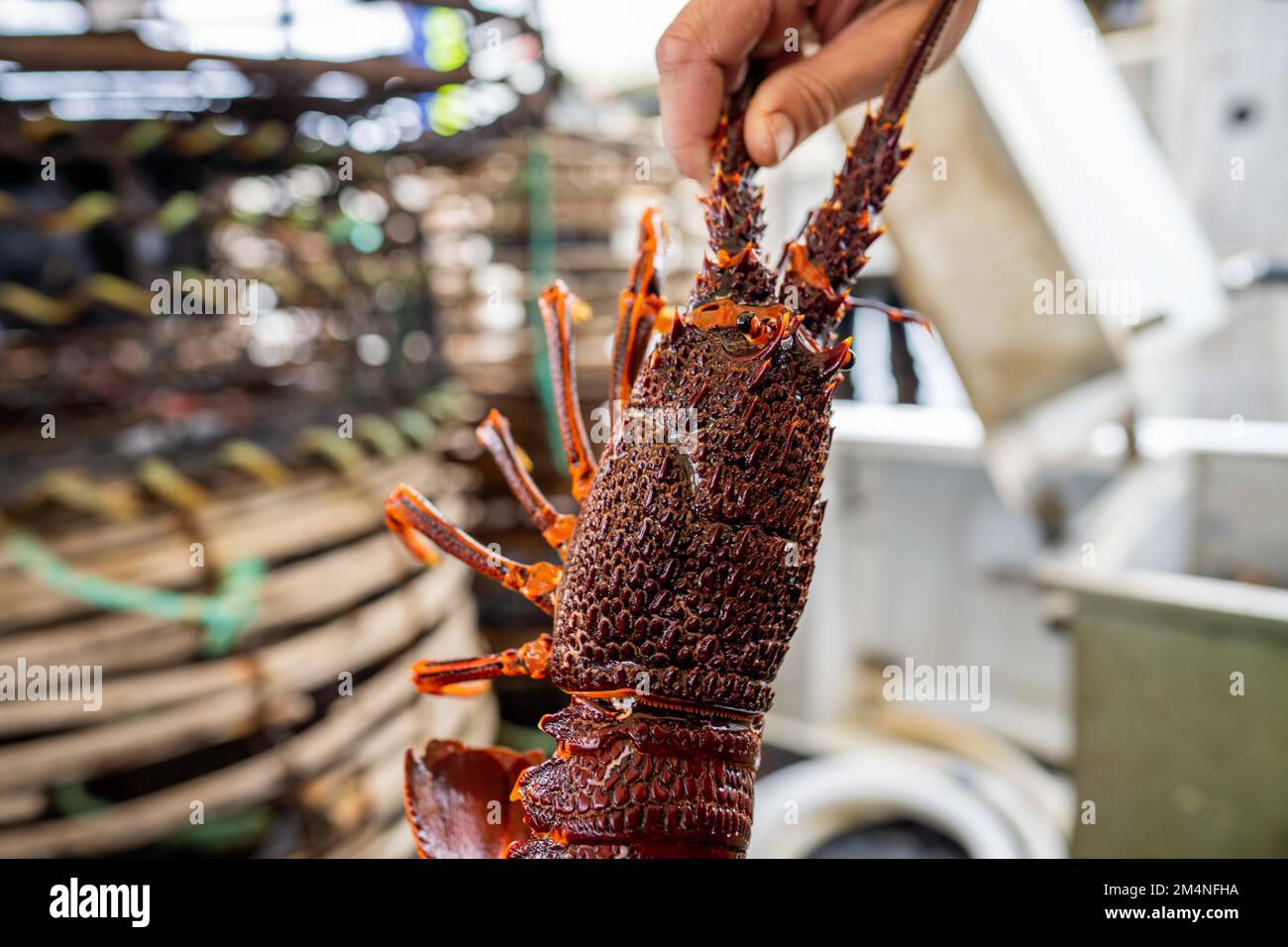 Live east coast rock lobster fishing in australia. Crayfish on a boat caught in lobster pots in australia Stock Photo