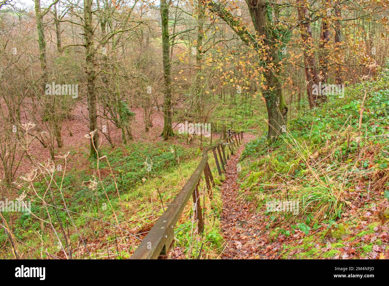 The slippery leaf covered broken wooden rail footpath down to the ...