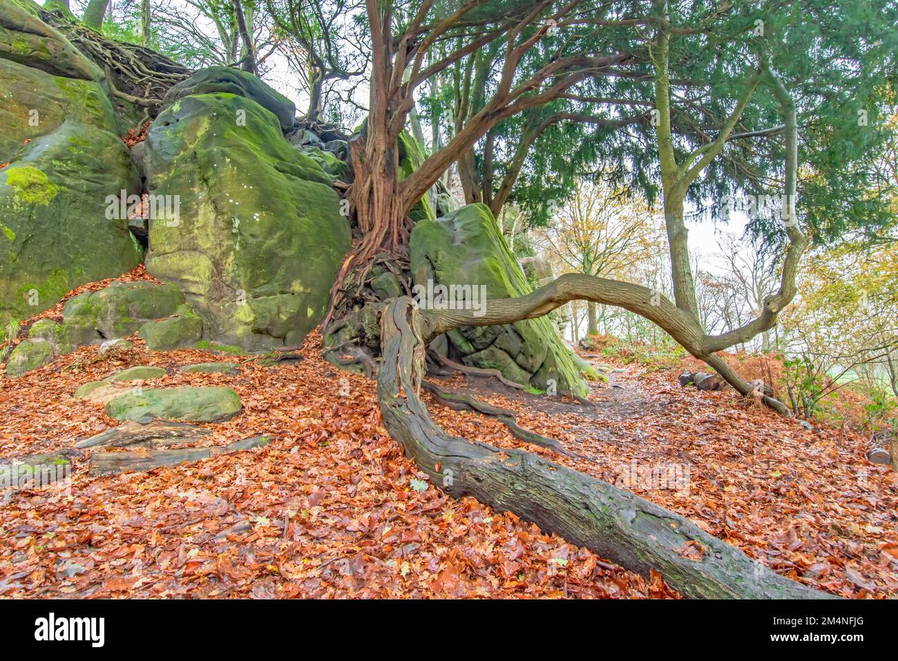 Trees growing out of the ancient sandstone rocks across the leaf strewn footpath in Sussex England on an Autumn day Stock Photo