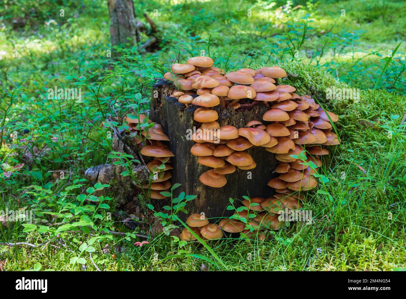 Collection of mushrooms on a stump in a forest with lots of ground vegetation, picture from Mellansel, Vasternorrland Sweden. Stock Photo