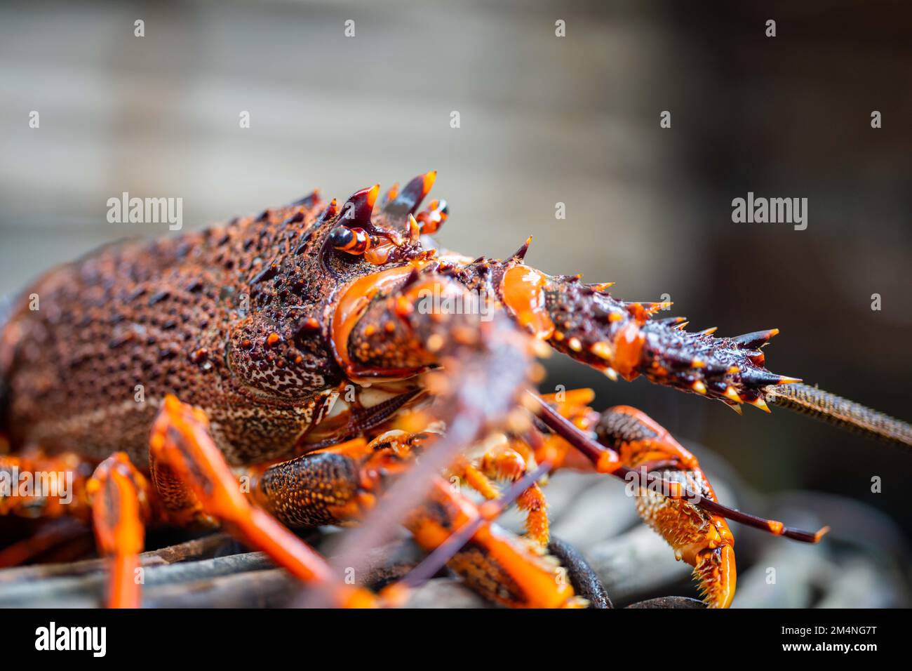 Live east coast rock lobster fishing in australia. Crayfish on a boat caught in lobster pots in australia Stock Photo