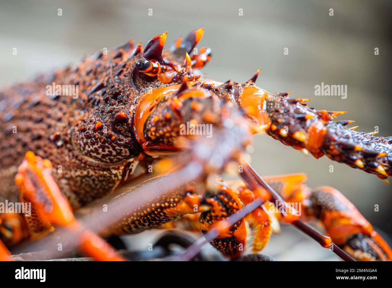 close up of a Catching live Lobster in America. lobster crayfish in Tasmania Australia. ready for chinese new year in spring Stock Photo