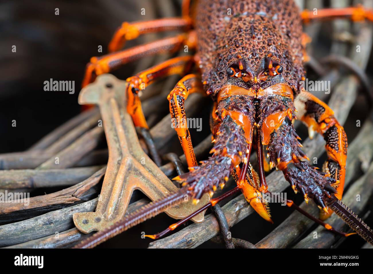 Crawdad For Fish Tank (Live) | 2-4 Inch Live Lobster/Crawdad | Hardy ...