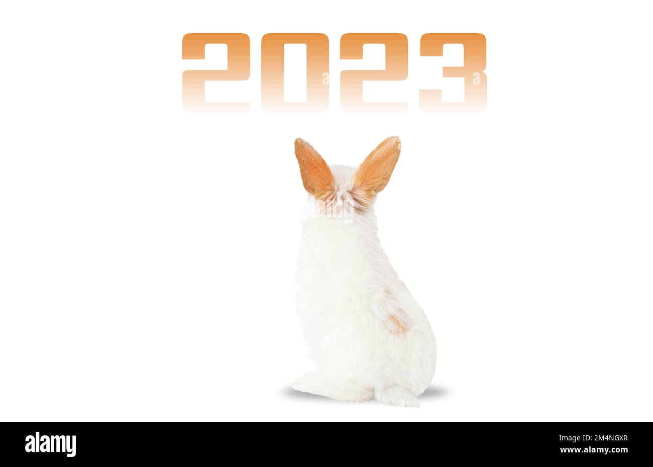 rabbit looks at the numbers of the new year 2023 isolated on a white background Stock Photo