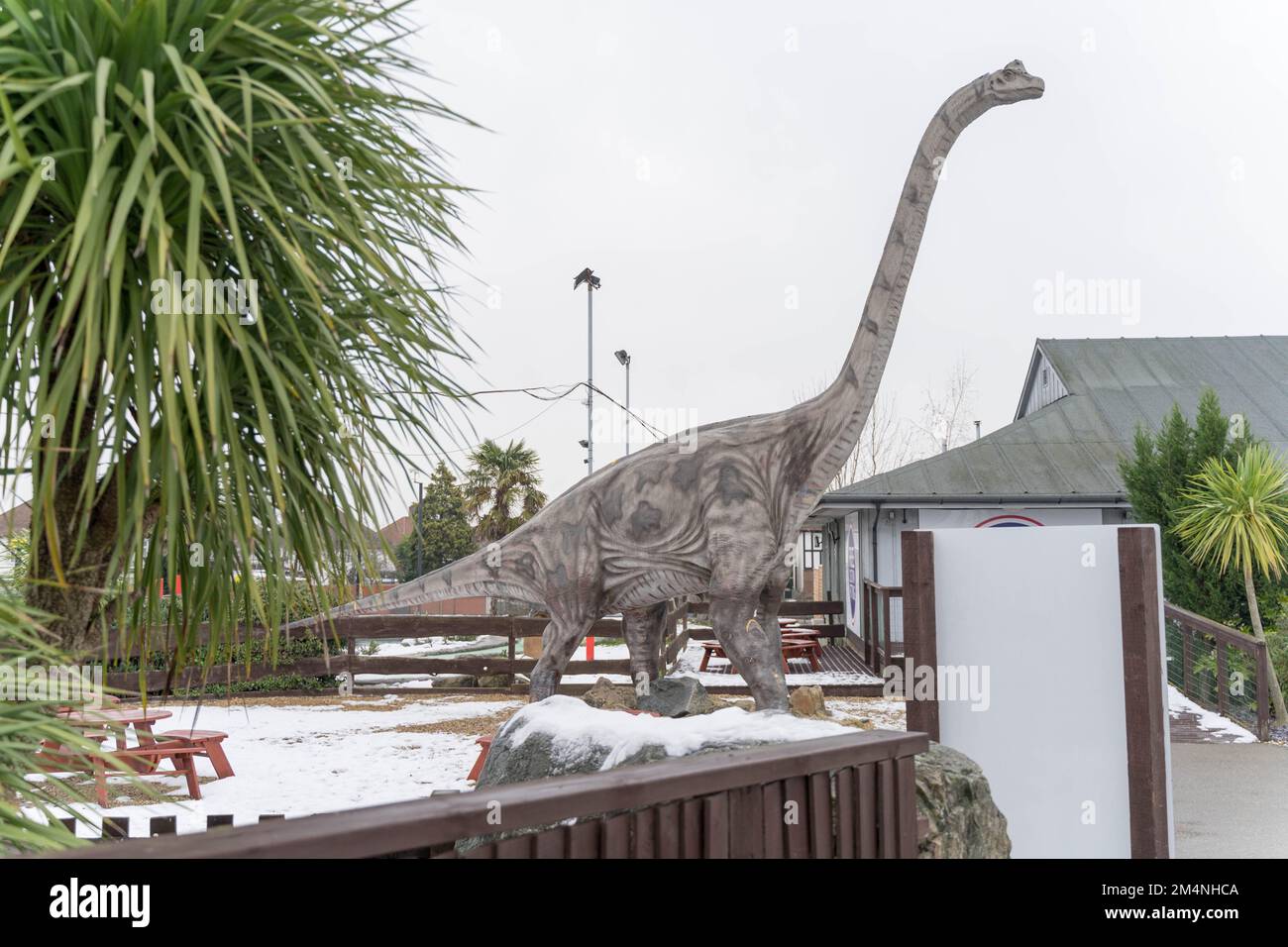 Replica of Jurassic World Dominion Brachiosaurus Dinosaur stands in snow covered ground, Kent England UK Stock Photo