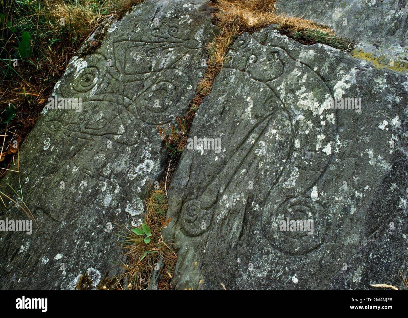 Pictish symbols carved on a rock outcrop beside the SE entrance passage to Trusty's Hill fort, Anwoth, Dumfries and Galloway, Scotland, UK. Stock Photo