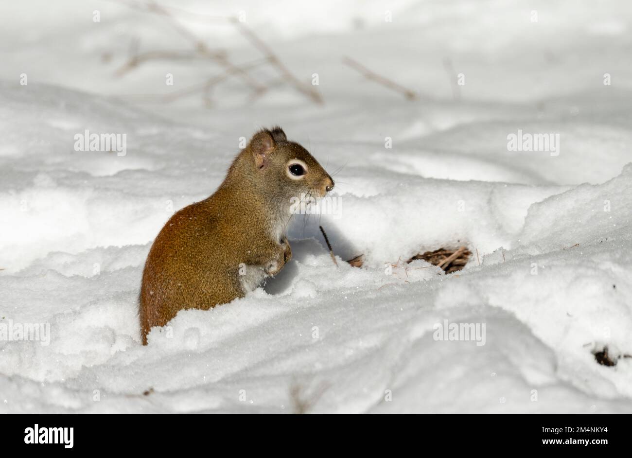 Red tail squirrel sitting up in the snow Stock Photo - Alamy