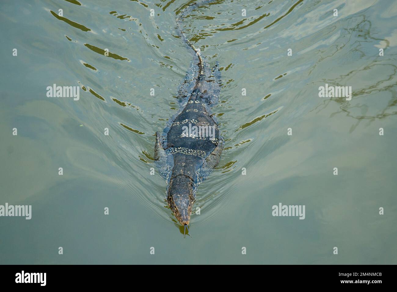 a wild Iguana in the Klong Chula of the Mae Klong River in the Town of Amphawa in the Province of Samut Songkhram in Thailand,  Thailand, Amphawa, Nov Stock Photo