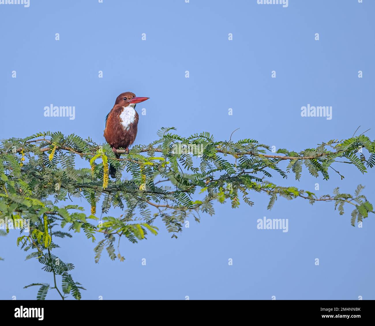A White throated kingfisher resting on a bush plant Stock Photo