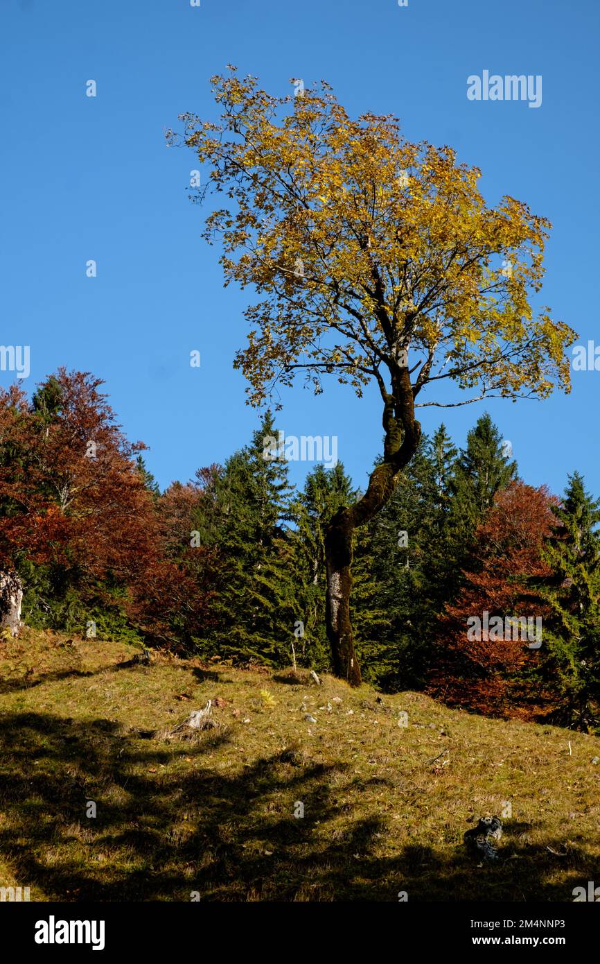 Herbstlicher Bergwald Stock Photo