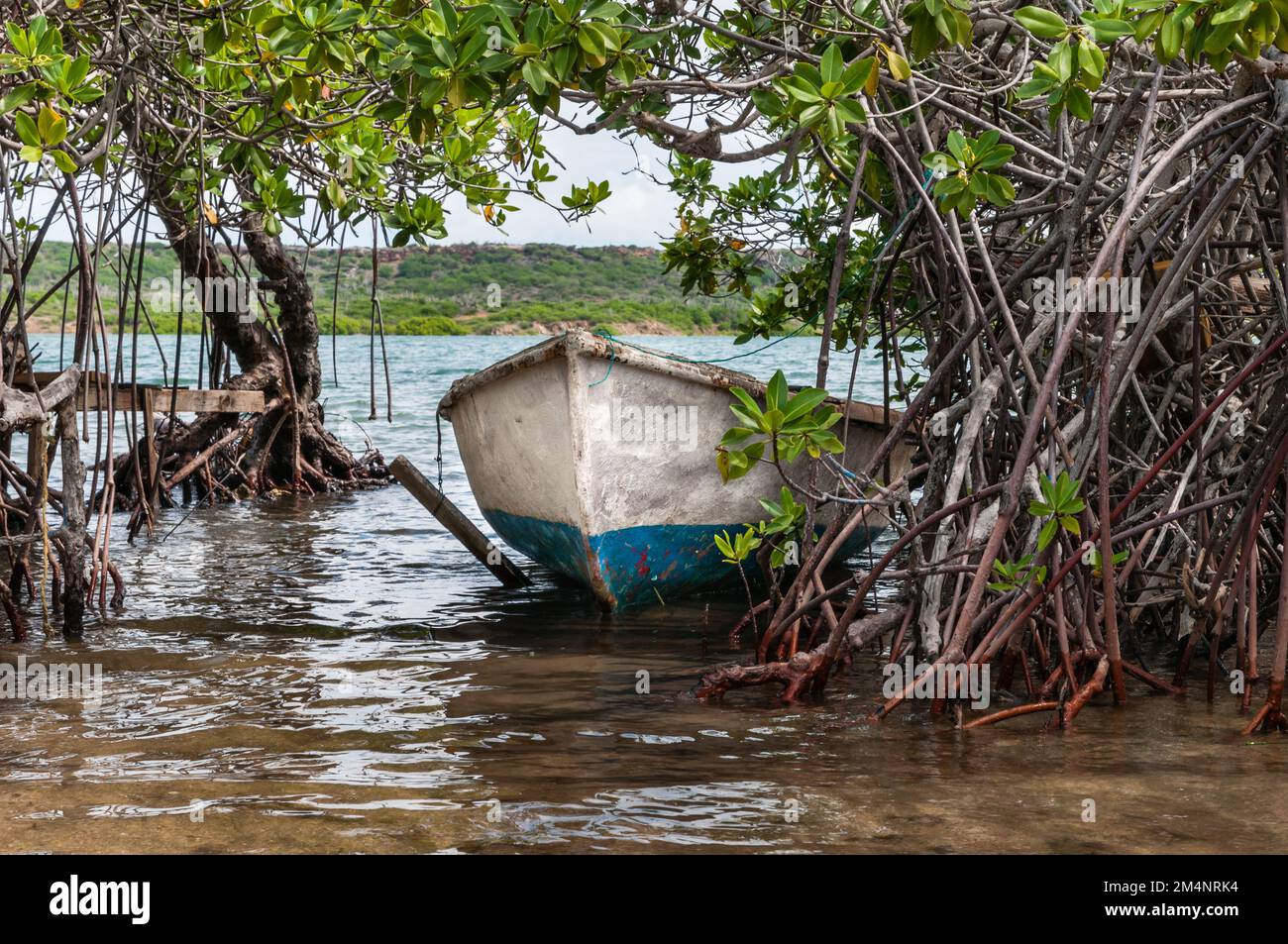 A rusty white and blue boat lies moored at the mangrove trees on the shore of St. Joris Bay at the caribbean island Curacao. Stock Photo