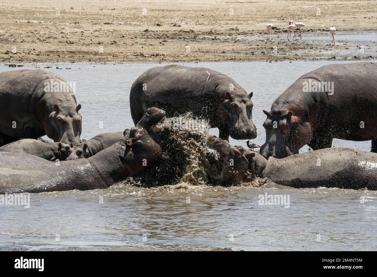 Two male hippopotami fighting in the magadi lake, Ngorongoro crater, Tanzania. Stock Photo