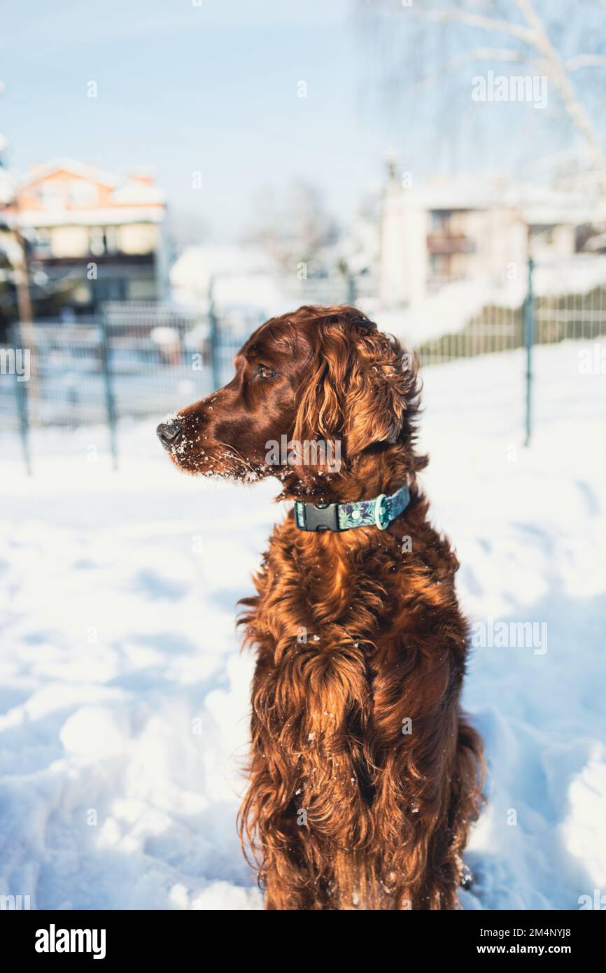 Cute and funny Irish Setter dog playing and jumping in the snow. Happy dog having fun with snowflakes. Outdoor winter happiness. Stock Photo
