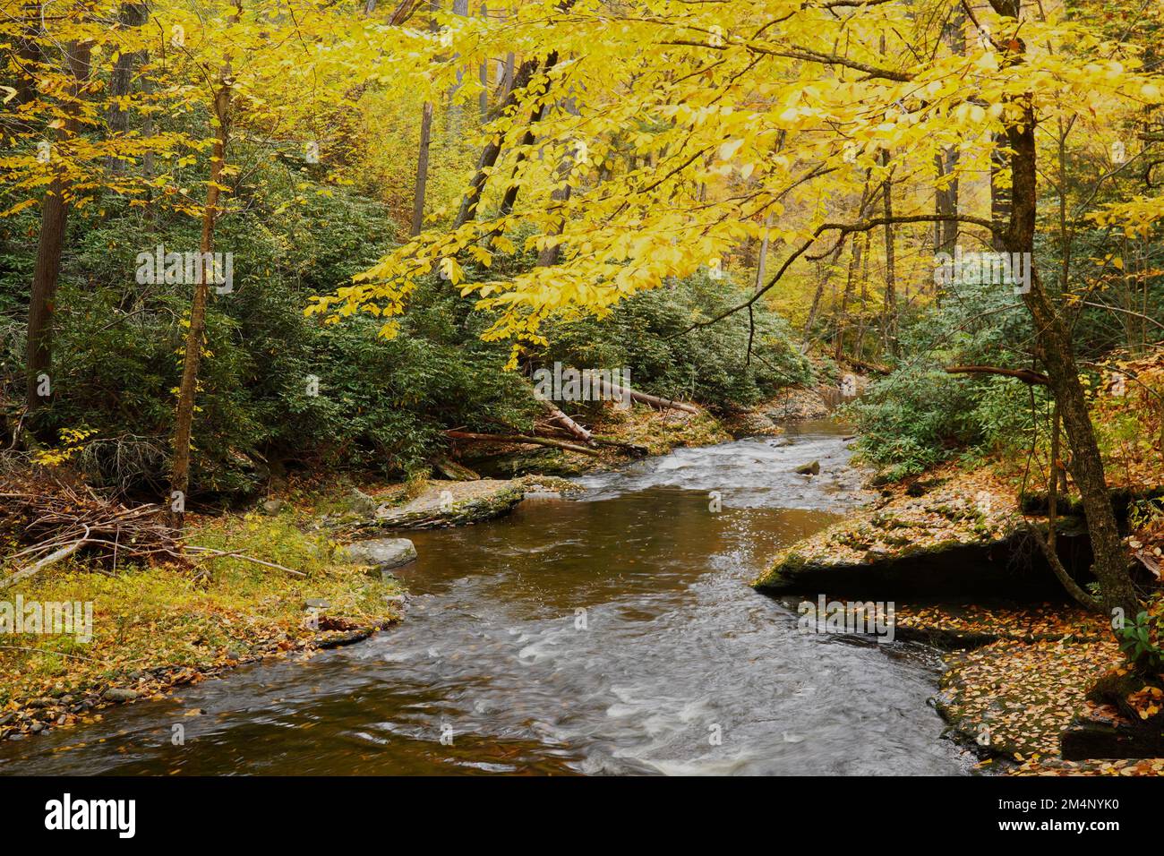 Dingmans Creek in the Poconos mountains flowing through the forest in Autumn Stock Photo