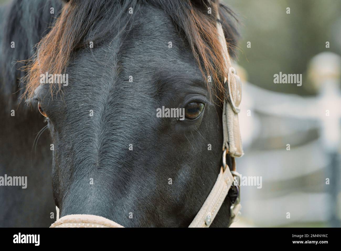 Tame brown horse black hi-res stock photography and images - Alamy