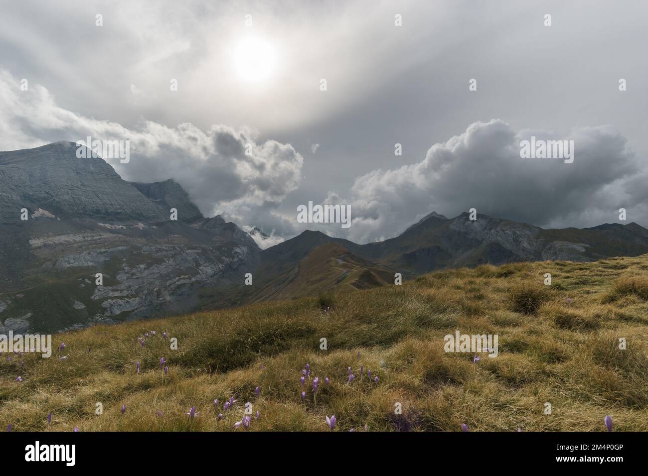 Beautiful mountain landscape with massive peak of taillon and meadow with purple flowers in the Pyrenees, Col de Tentes, Nouvelle-Aquitaine, France Stock Photo