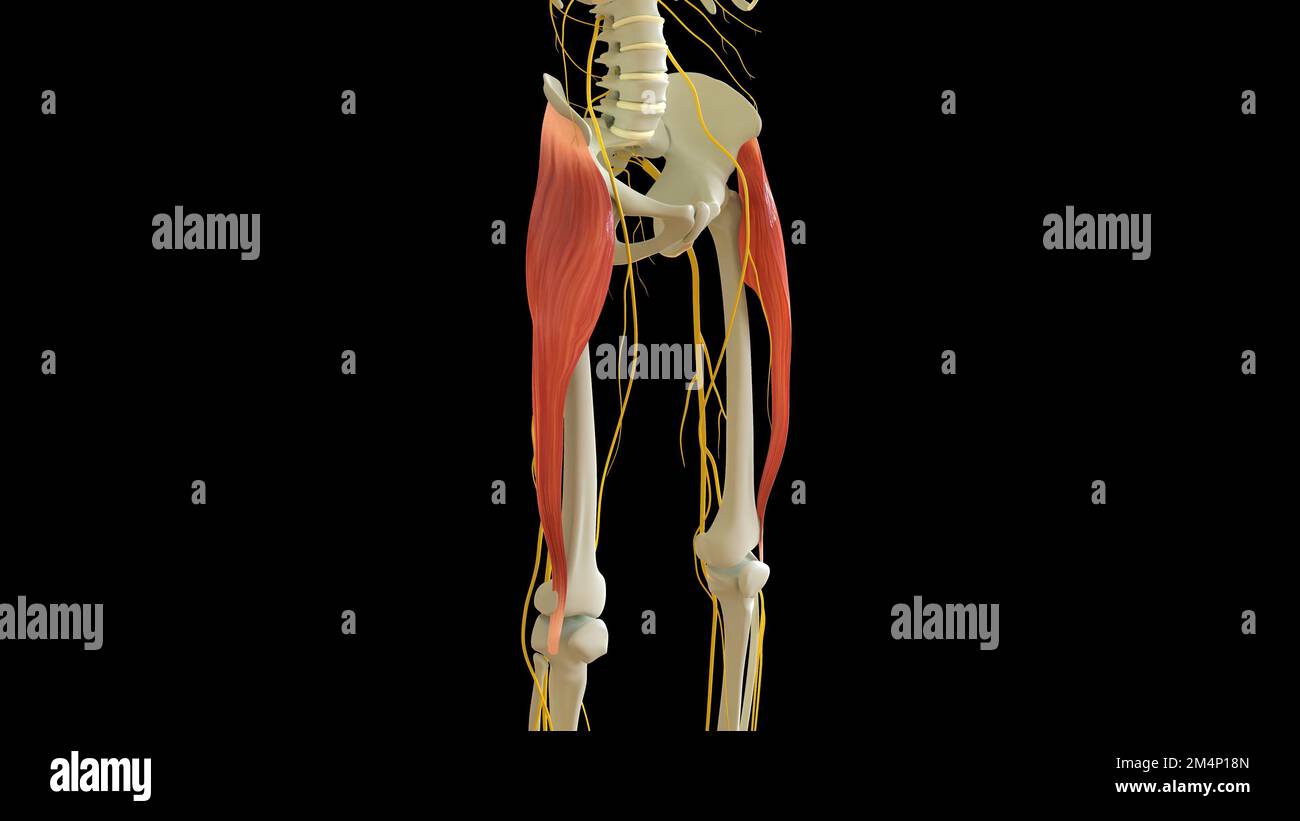 Tensor Fasciae Latae Muscle anatomy for medical concept 3D illustration Stock Photo