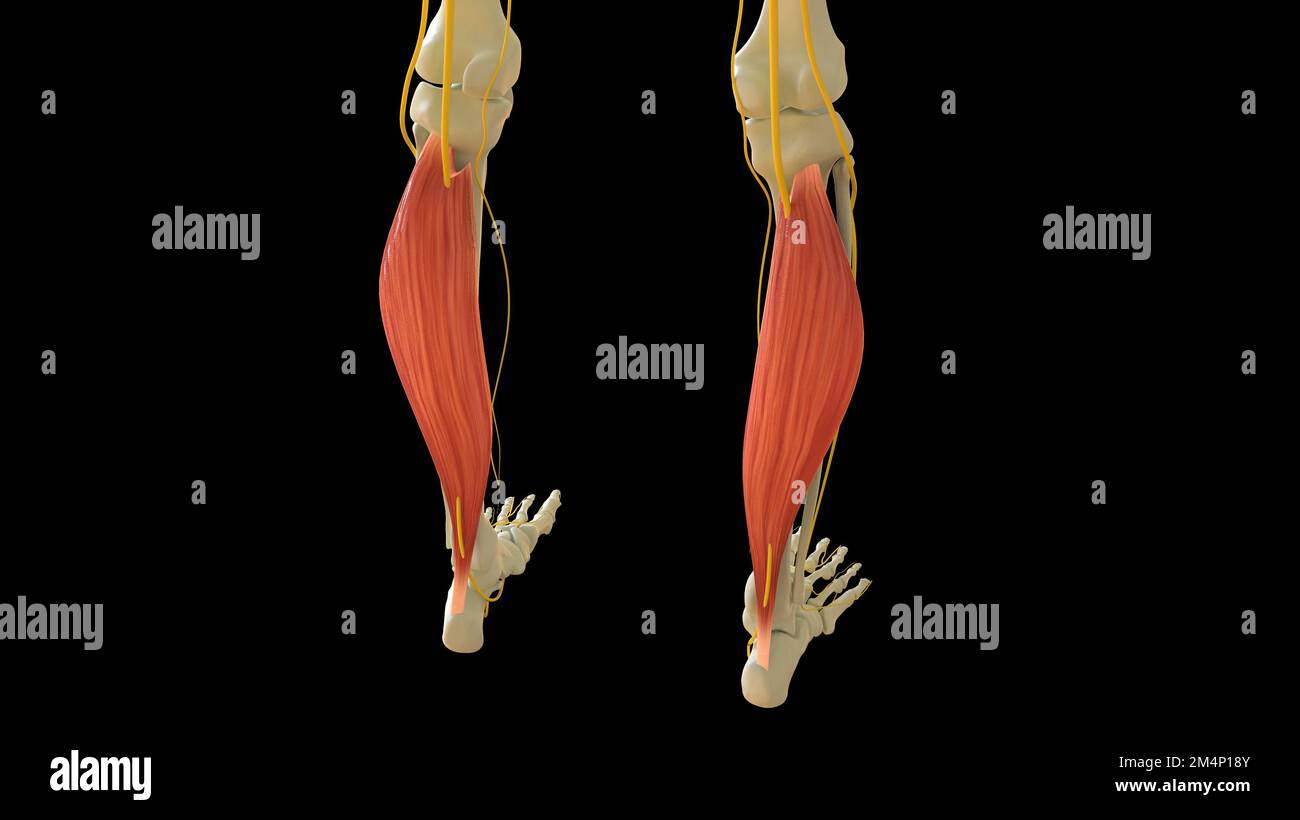 Sacrotuberous ligament hires stock photography and images Alamy