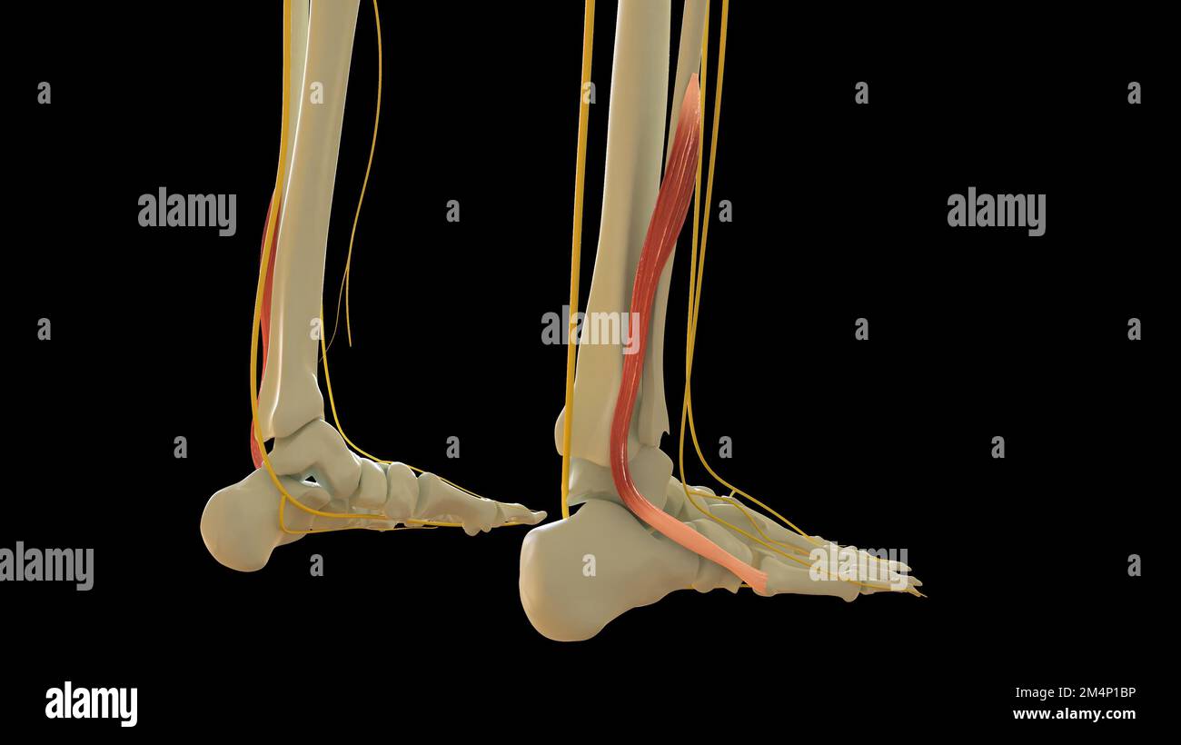 Peroneus Brevis Muscle anatomy for medical concept 3D illustration Stock Photo