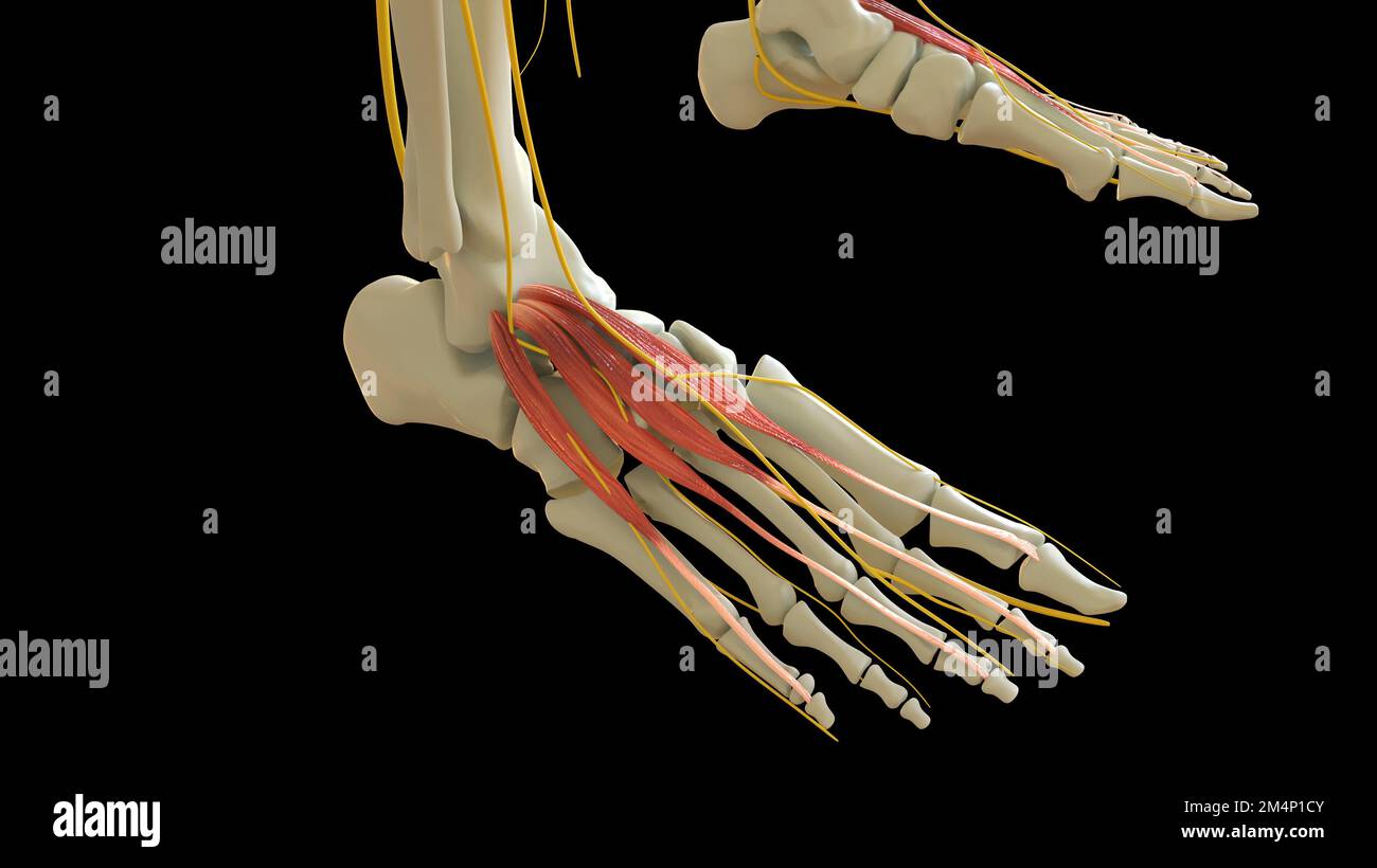 Extensor Hallucis Brevis Muscle anatomy for medical concept 3D illustration  Stock Photo - Alamy, image size:1300x820