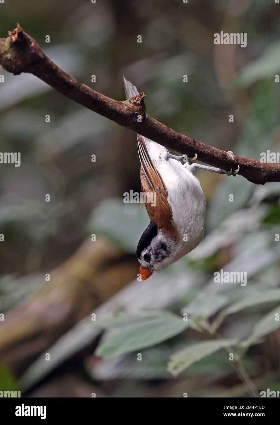 Black-headed Parrotbill (Psittiparus margaritae) adult hanging upside -down from branch  Di Linh, Vietnam                     December Stock Photo