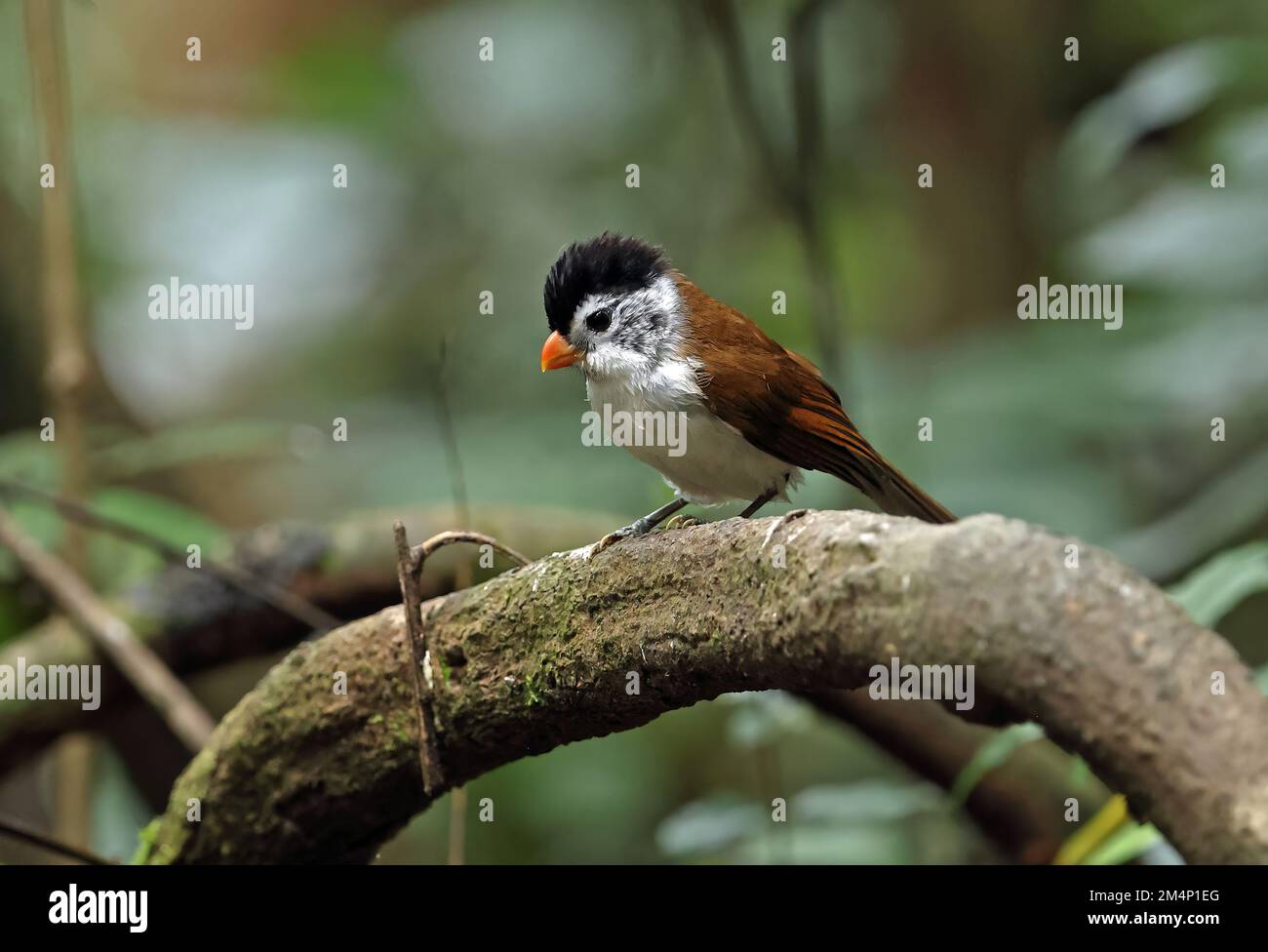 Black-headed Parrotbill (Psittiparus margaritae) adult perched on branch  Di Linh, Vietnam                     December Stock Photo
