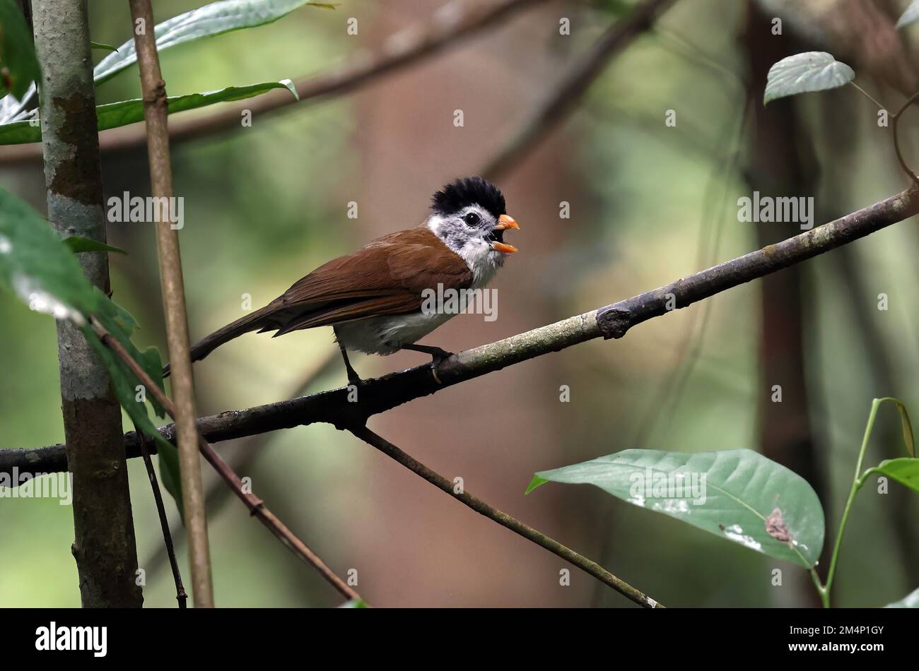 Black-headed Parrotbill (Psittiparus margaritae) adult perched on branch calling  Di Linh, Vietnam                     December Stock Photo
