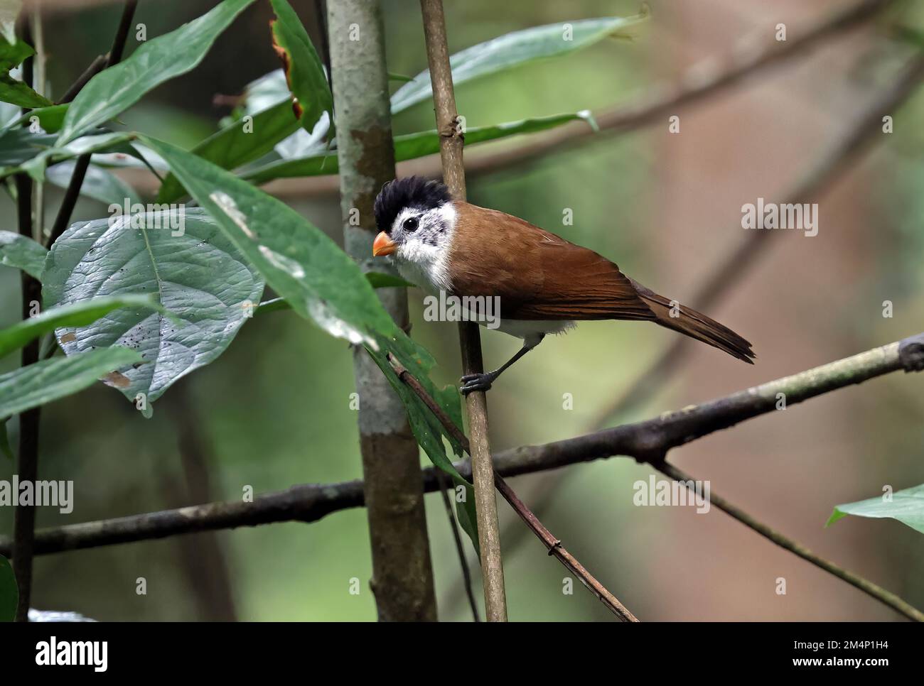 Black-headed Parrotbill (Psittiparus margaritae) adult perched on stem  Di Linh, Vietnam                     December Stock Photo