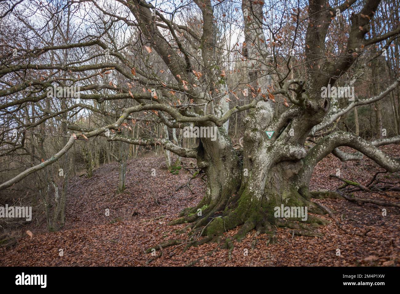 Alte knorrige Buche / Hainbuche /Märchenbaum / Hutebaum / Hutebuche / Baum Stock Photo