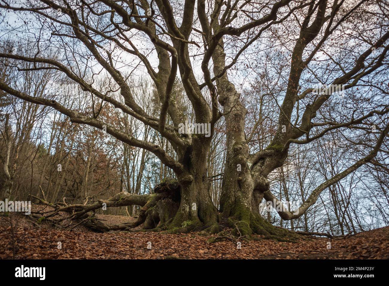 Alte knorrige Buche / Hainbuche /Märchenbaum / Hutebaum / Hutebuche