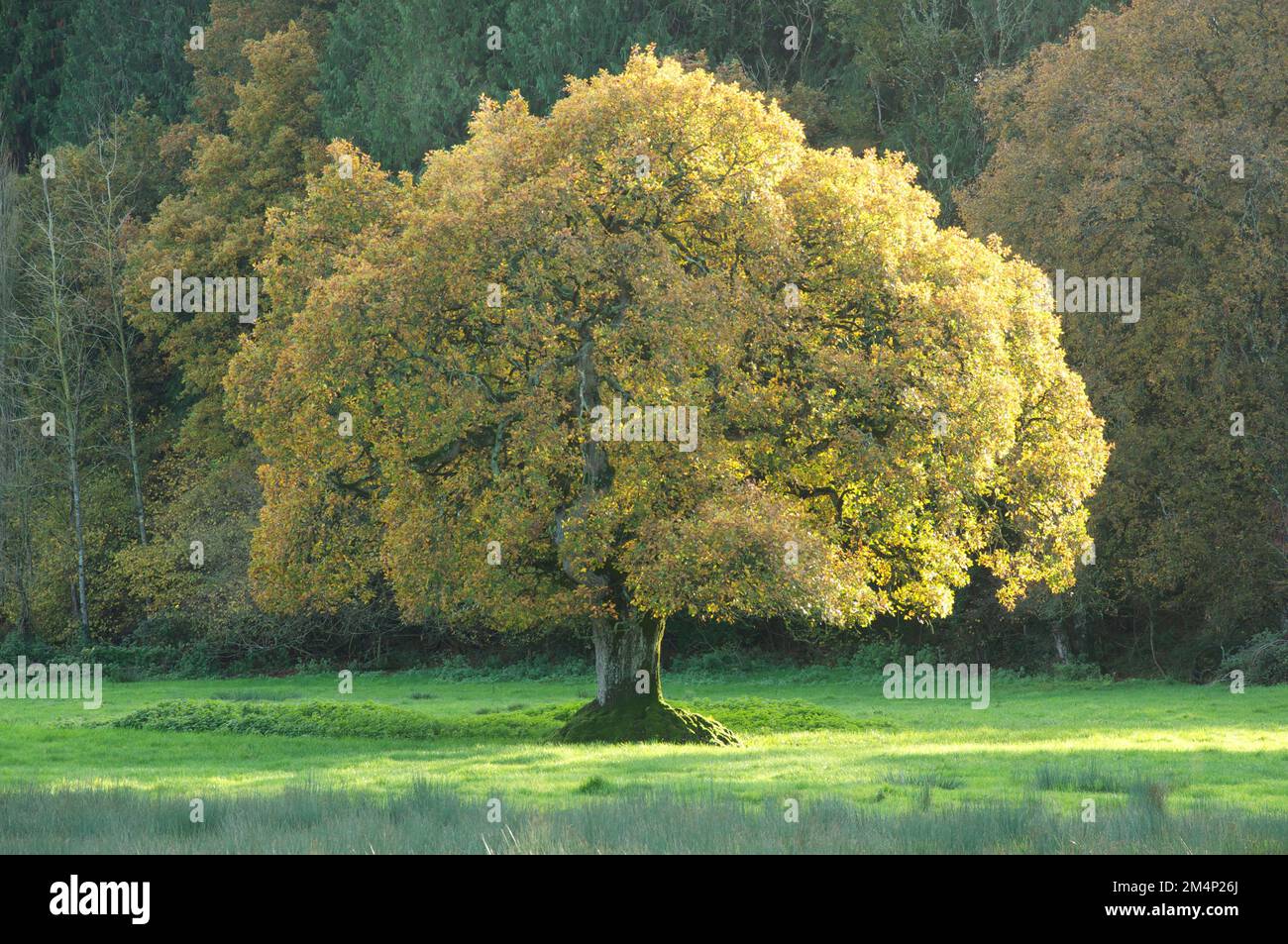 An English Oak (Quercus robur), the most common tree species in the UK