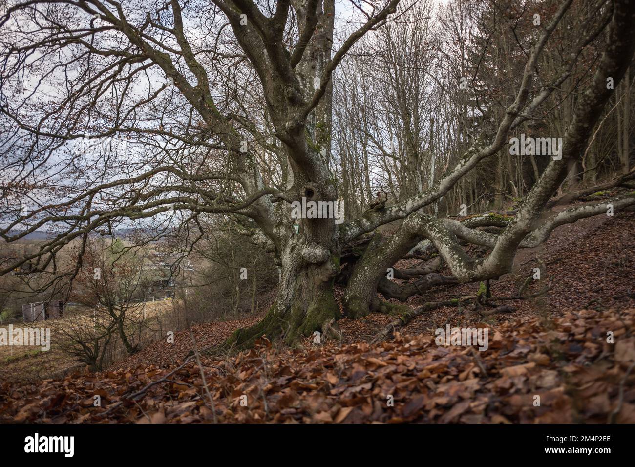 Alte knorrige Buche / Hainbuche /Märchenbaum / Hutebaum / Hutebuche