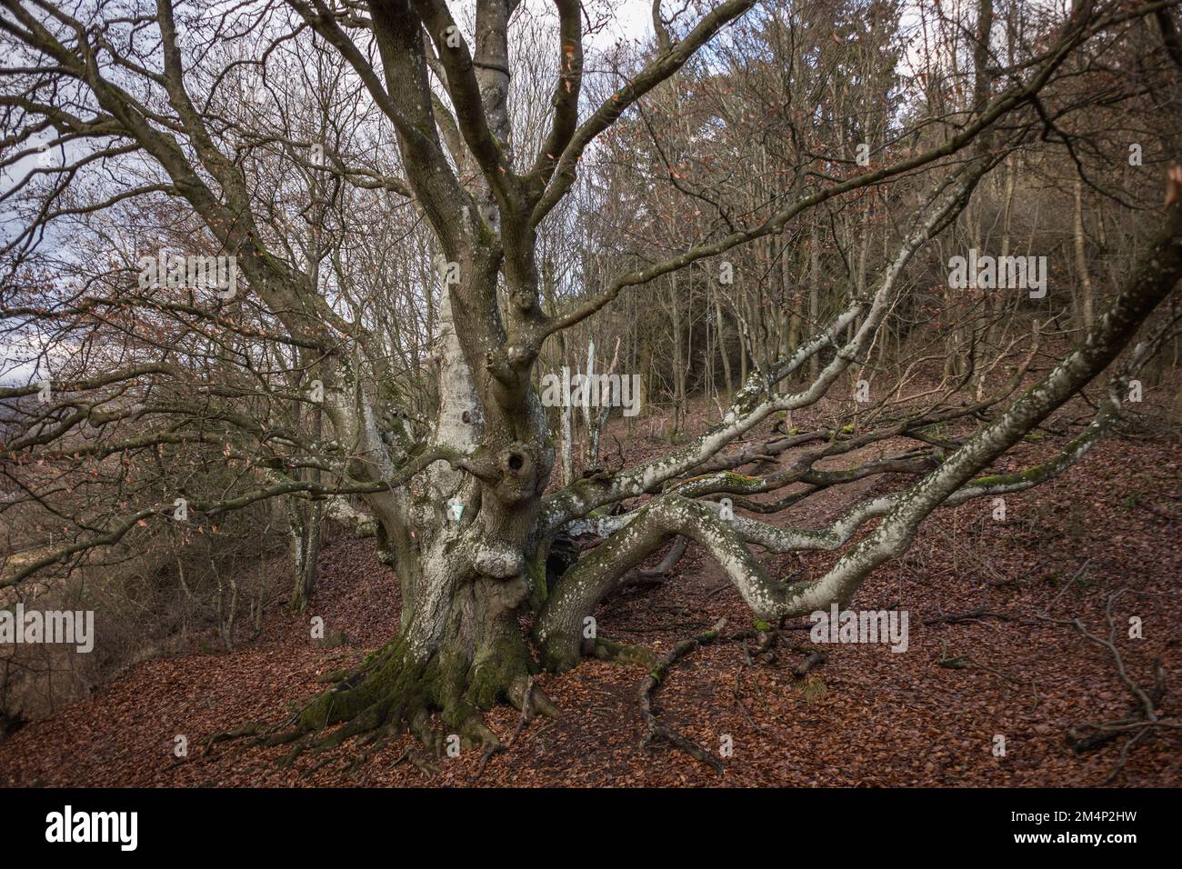 Alte knorrige Buche / Hainbuche /Märchenbaum / Hutebaum / Hutebuche