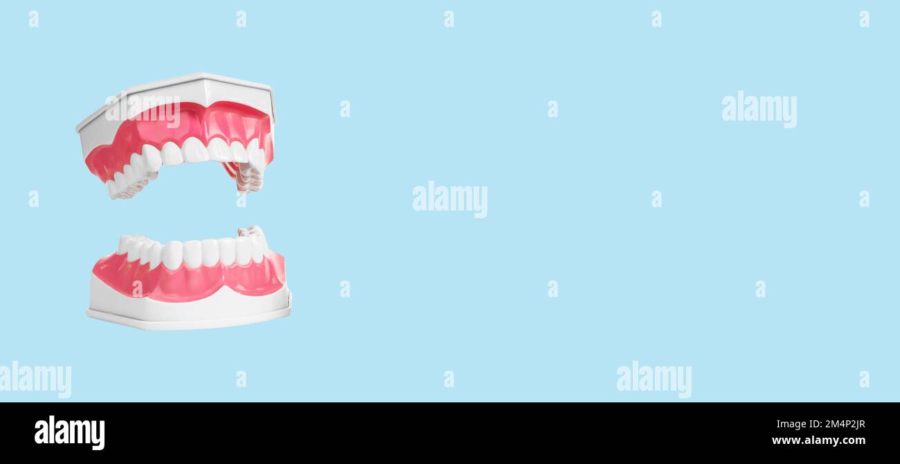 White teeth, healthy pink gums banner for dentistry, stomatology on