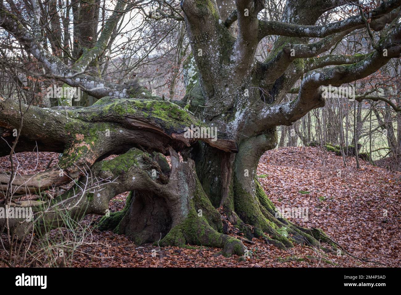 Alte knorrige Buche / Hainbuche /Märchenbaum / Hutebaum / Hutebuche