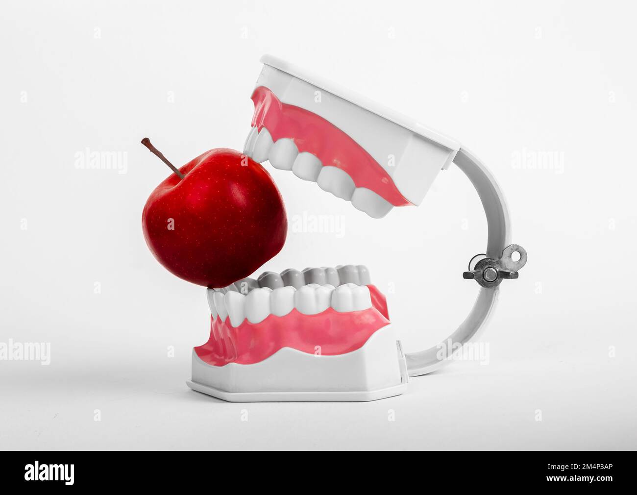 Whole red apple fruit between strong healthy teeth of fake jaws. Dentistry and tooth health concept. High quality photo Stock Photo