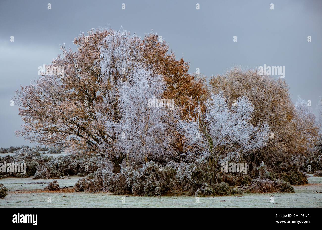 A frosty orange oak tree amongst birch trees that are frozen and white during the winter cold snap in the New Forest Hampshire Uk. Weather landscape. Stock Photo