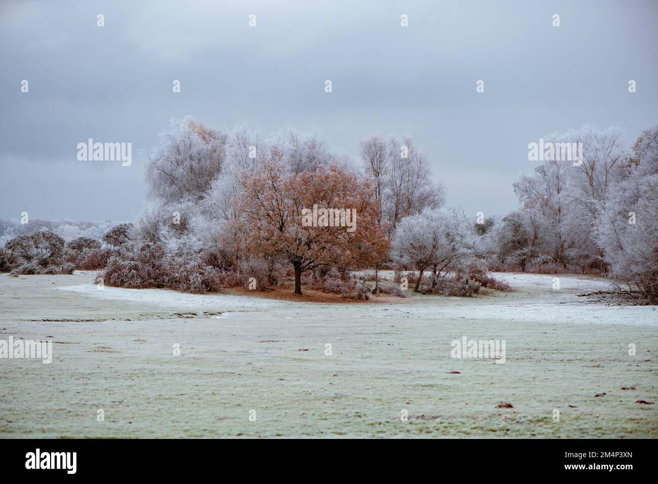 A frosty orange oak tree amongst birch trees that are frozen and white