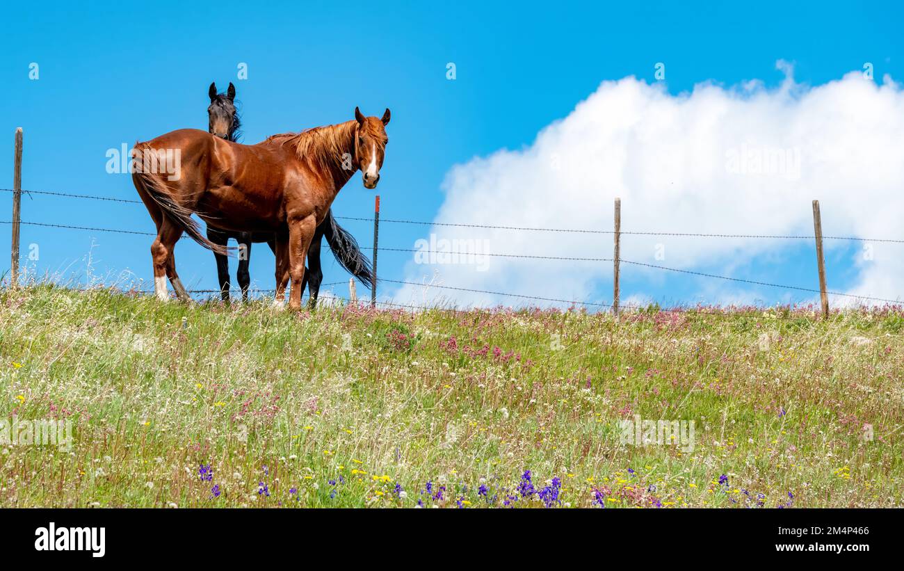 Beautiful horses in a wildflower field with blue sky Stock Photo - Alamy