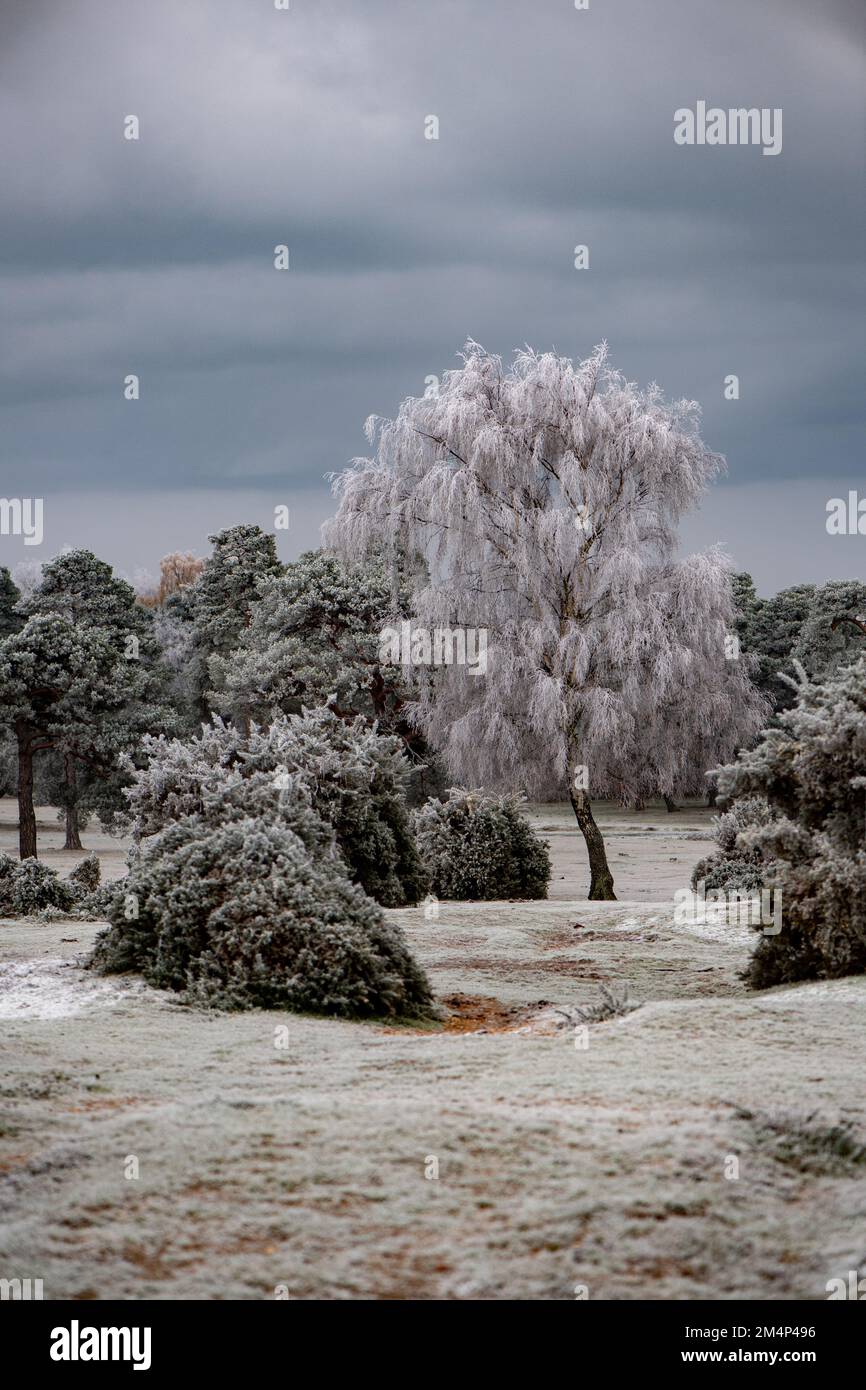 Icy white trees and gorse bushes on Canada Common near the New Forest Hampshire England. Winter landscape UK weather. Stock Photo