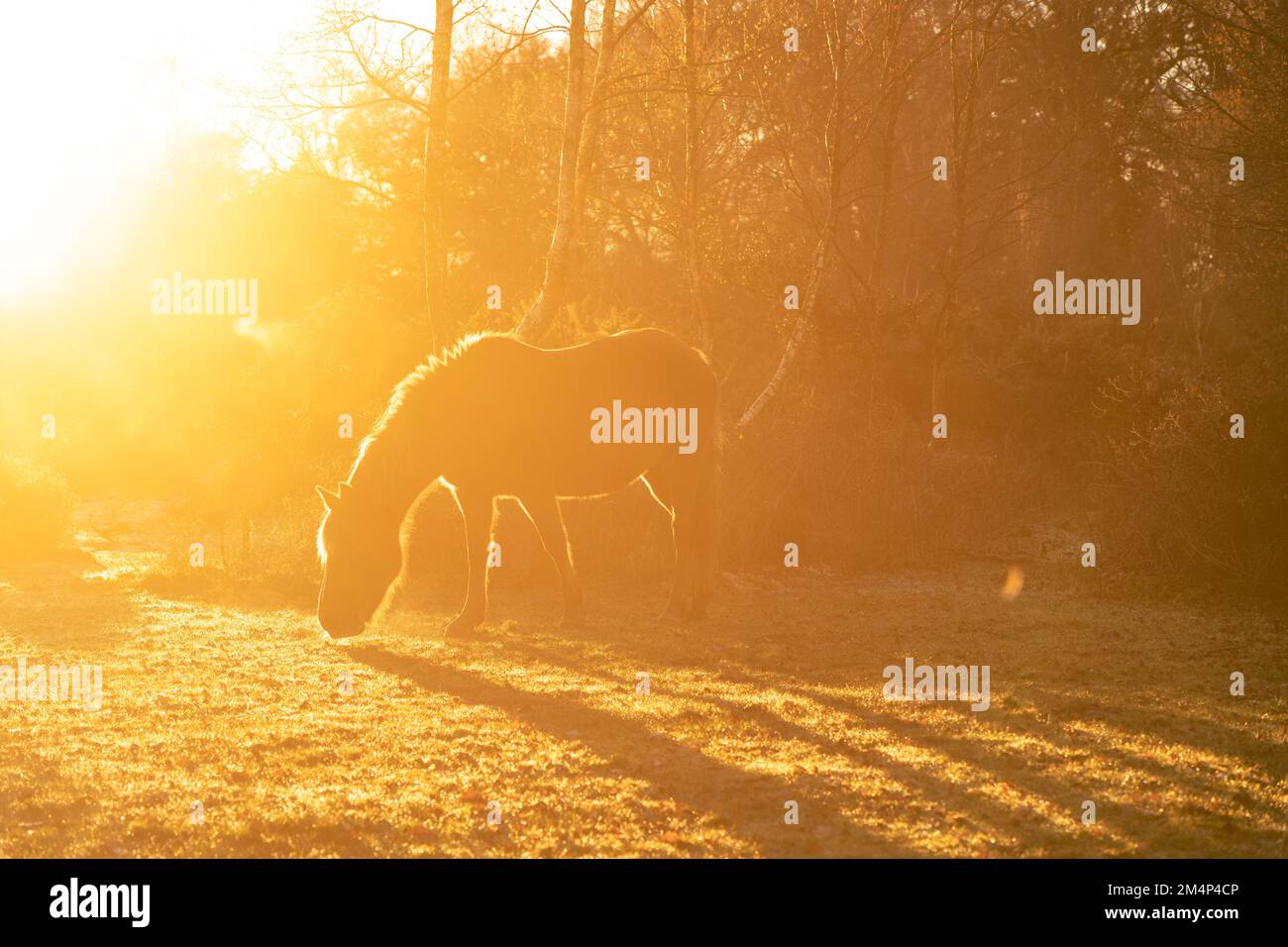 A beautiful misty deep orange sunset with a New Forest pony silhouetted with strong backlight to end a frosty cold day. Set of 5 images Stock Photo