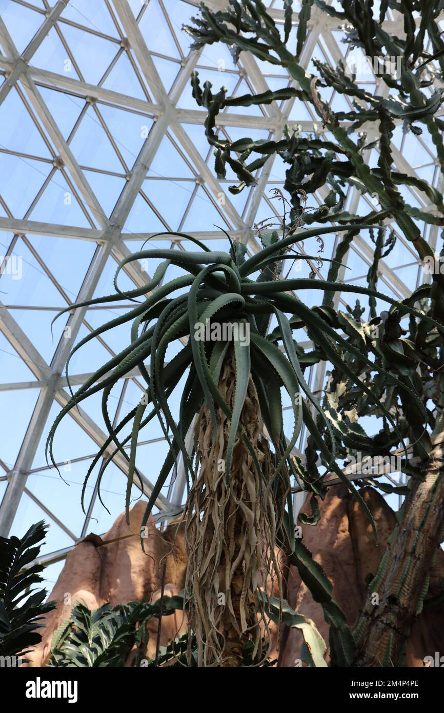 A towering Aloe tree and cactus in the desert show room at the Mitchell Park Conservatory, The Domes, in Milwaukee, Wisconsin, USA Stock Photo