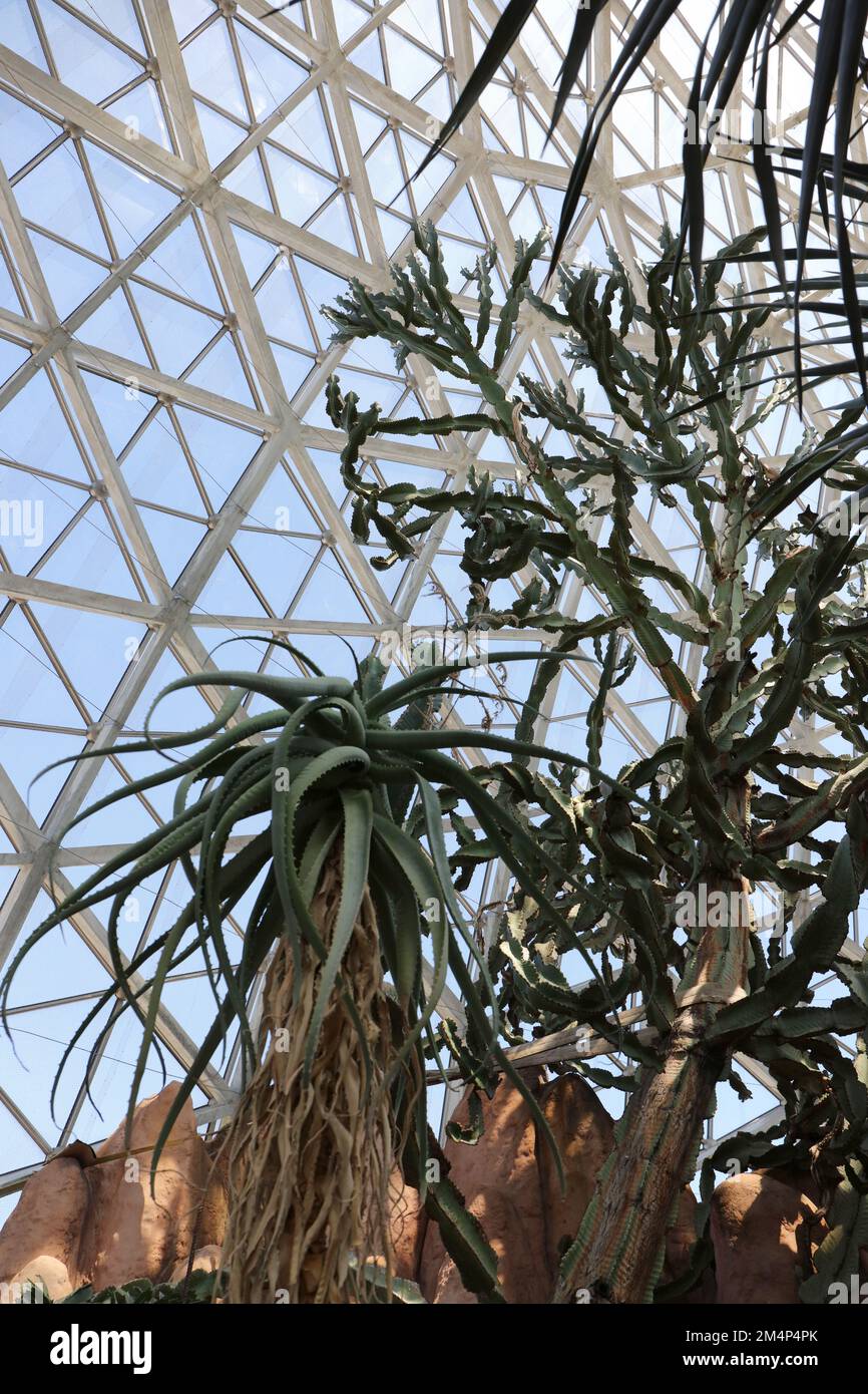 Looking up at a towering Aloe tree and cactus in the desert show room at the Mitchell Park Conservatory, The Domes, in Milwaukee, Wisconsin, USA Stock Photo